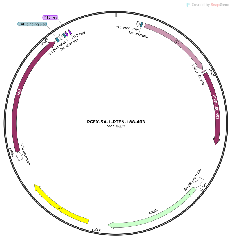 PGEX-5X-1-PTEN-188-403
